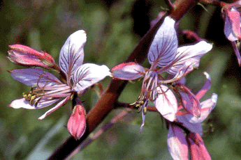Nahetal