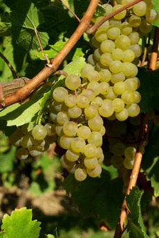 Riesling